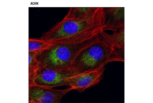 Immunofluorescence Image 1: DRP1 (D6C7) Rabbit mAb (BSA and Azide Free)
