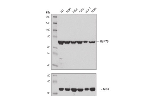 Western Blotting Image 1: HSP70 (D1M6J) Mouse mAb