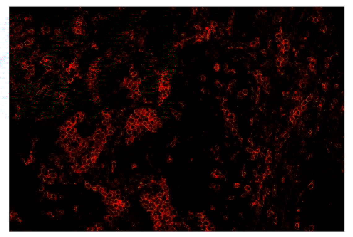 Immunohistochemistry Image 4: CD11c (D3V1E) & CO-0017-647 SignalStar<sup>™</sup> Oligo-Antibody Pair