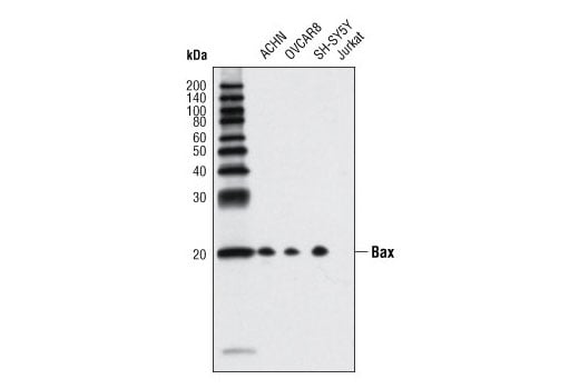 Western Blotting Image 2: Bax (D2E11) Rabbit mAb (BSA and Azide Free)