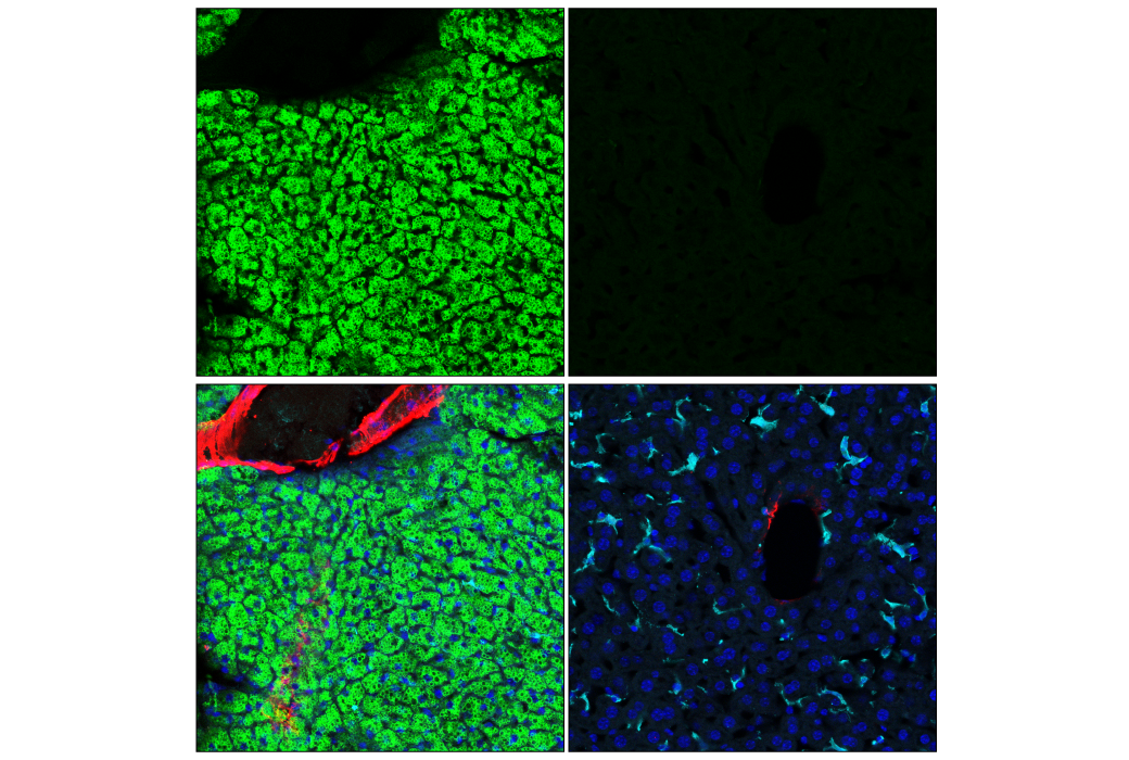 Immunofluorescence Image 1: Perilipin-1 (D1D8) XP<sup>®</sup> Rabbit mAb (Alexa Fluor<sup>®</sup> 488 Conjugate)