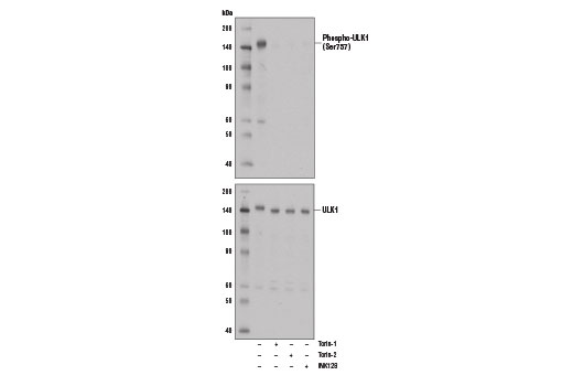 undefined Image 1: PhosphoPlus<sup>®</sup> ULK1 (Ser757) Antibody Duet