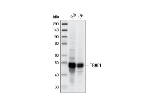 Western Blotting Image 1: TRAF1 (45D3) Rabbit mAb (BSA and Azide Free)