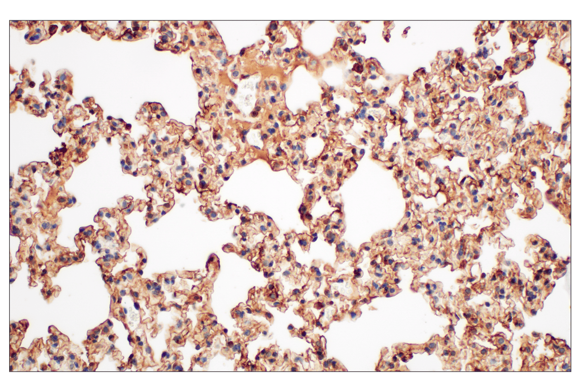 Immunohistochemistry Image 11: Annexin V (E3W8V) Rabbit mAb (BSA and Azide Free)