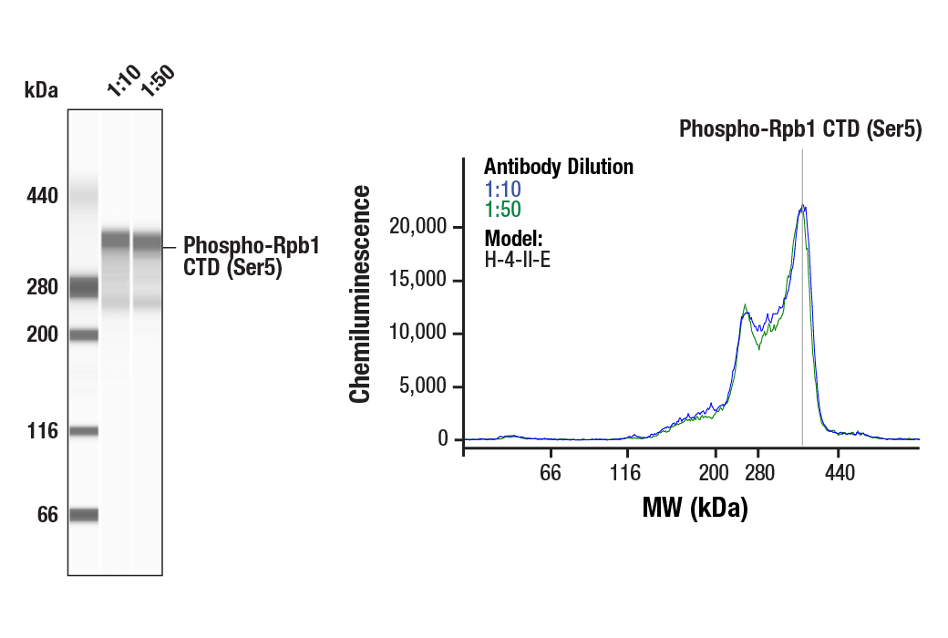 Western Blotting Image 1: Phospho-Rpb1 CTD (Ser5) (D9N5I) Rabbit mAb