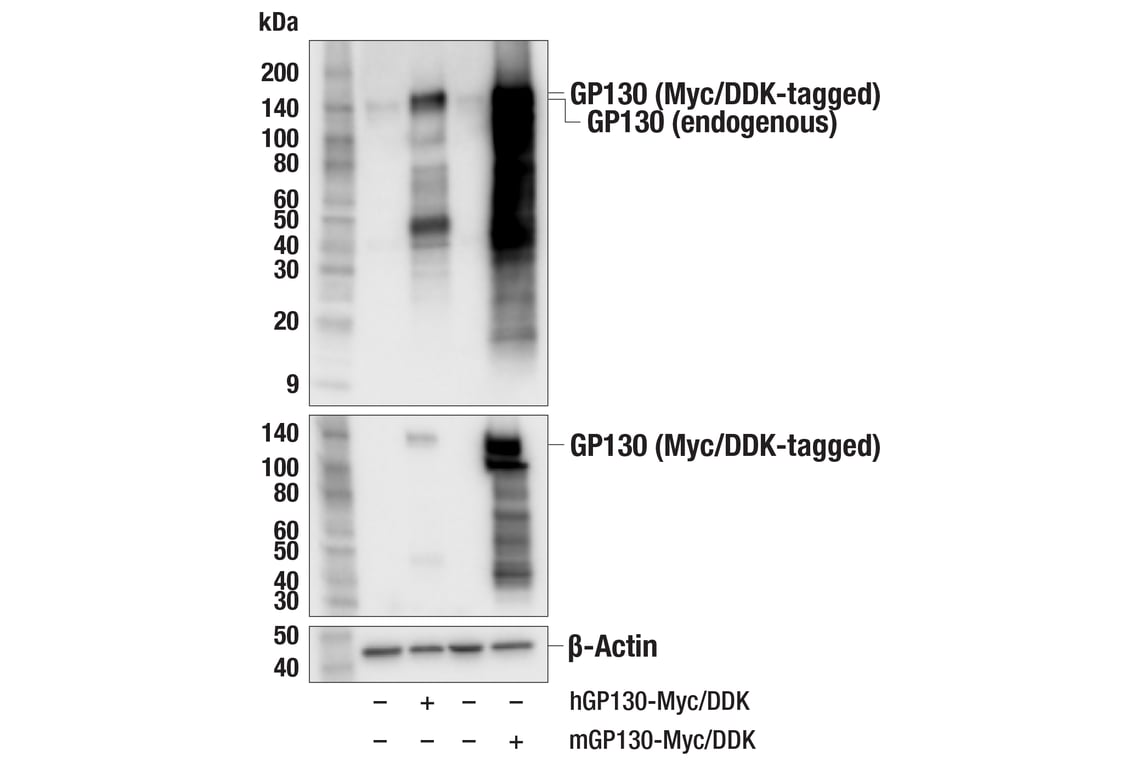 Western Blotting Image 3: GP130 (E6X8S) Rabbit mAb