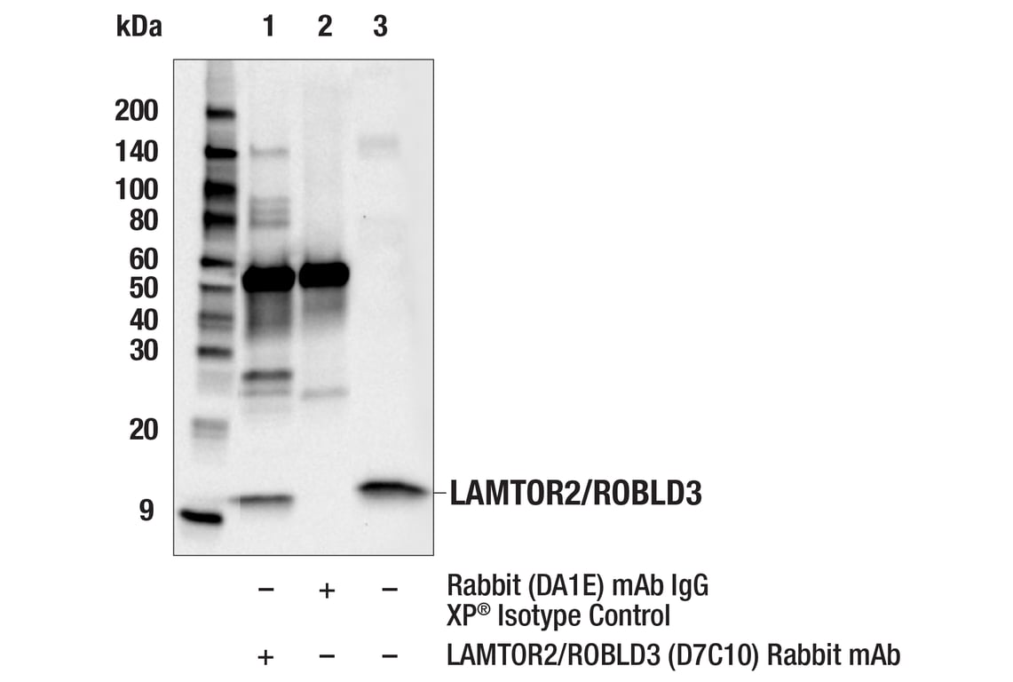 undefined Image 5: Rag and LAMTOR Antibody Sampler Kit