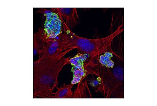 Immunofluorescence Image 1: Anti-mouse IgG (H+L), F(ab')<sub>2</sub> Fragment (Alexa Fluor<sup>®</sup> 488 Conjugate)