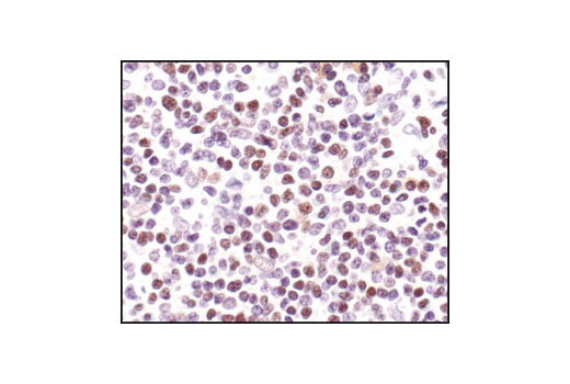 Immunohistochemistry Image 3: CREB (48H2) Rabbit mAb (BSA and Azide Free)