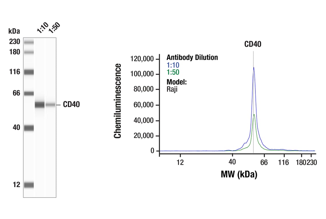 Western Blotting Image 1: CD40 (D8W3N) Rabbit mAb