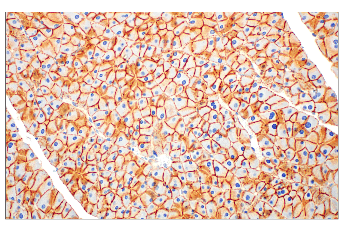 undefined Image 35: Cadherin-Catenin Antibody Sampler Kit