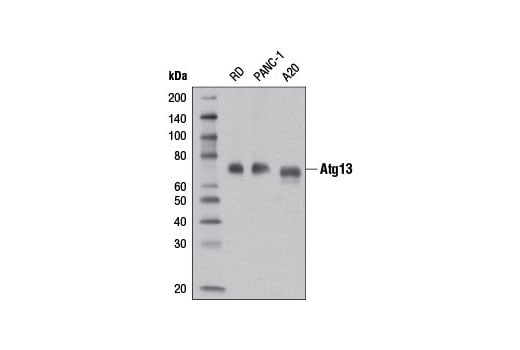 Western Blotting Image 3: Atg13 (D4P1K) Rabbit mAb (Biotinylated)