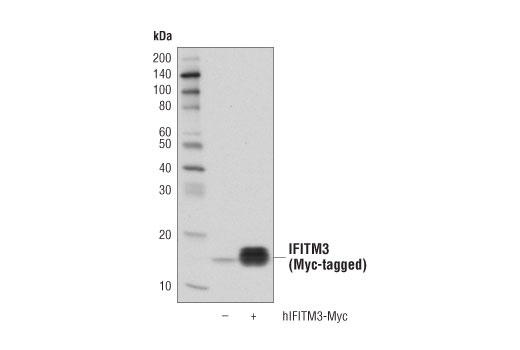 Western Blotting Image 2: IFITM3 (D8E8G) XP<sup>®</sup> Rabbit mAb (BSA and Azide Free)