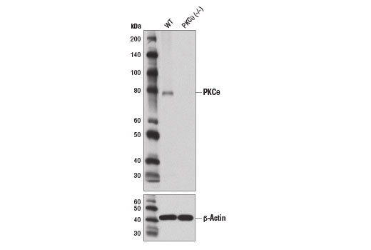 Western Blotting Image 1: PKCθ (E1I7Y) Rabbit mAb (BSA and Azide Free)