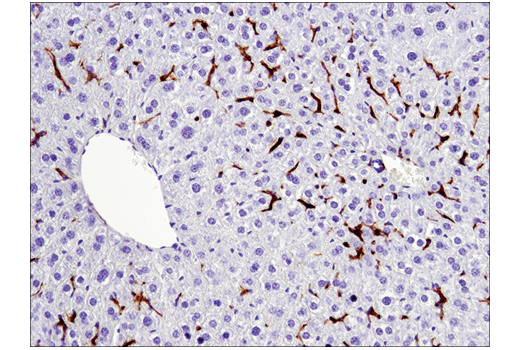 undefined Image 13: Mouse Reactive M1 vs M2 Macrophage IHC Antibody Sampler Kit