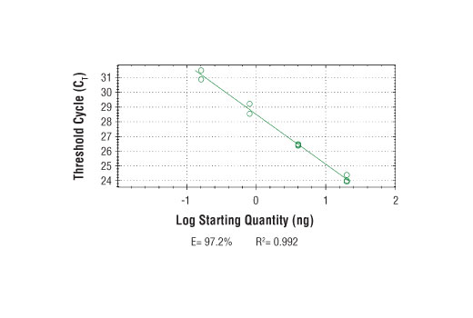 undefined Image 2: SimpleChIP<sup>®</sup> Human KLK2 Intron 1 Primers