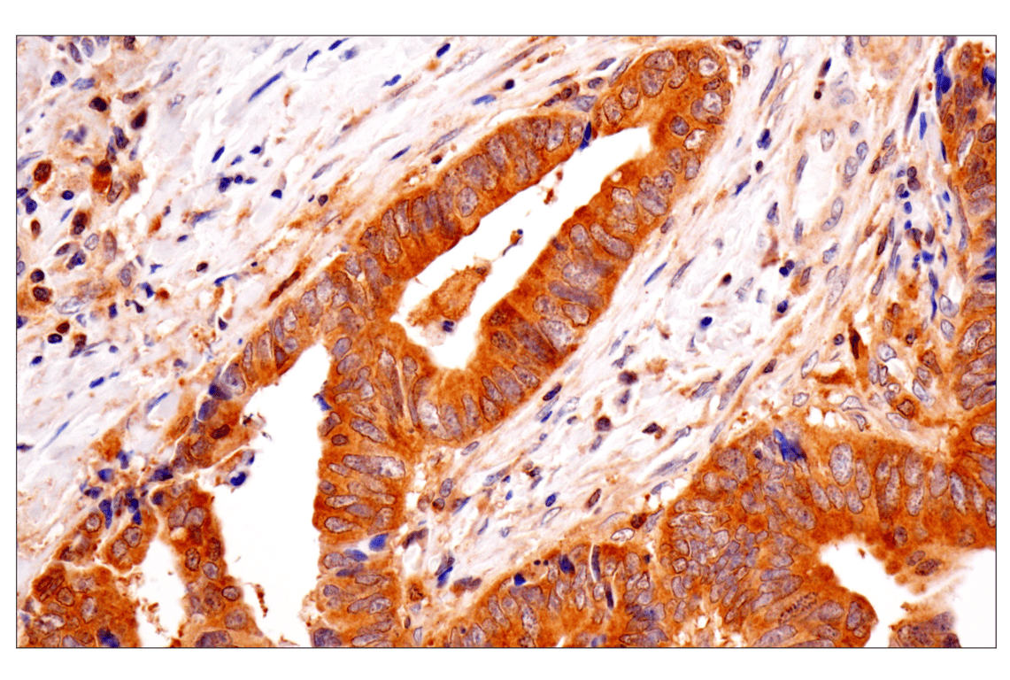 Immunohistochemistry Image 1: TRIM21 (D1O1D) Rabbit mAb