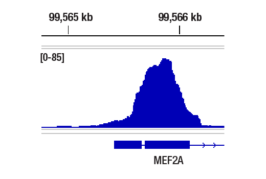 Chromatin Immunoprecipitation Image 1: NRF1 (D9K6P) Rabbit mAb