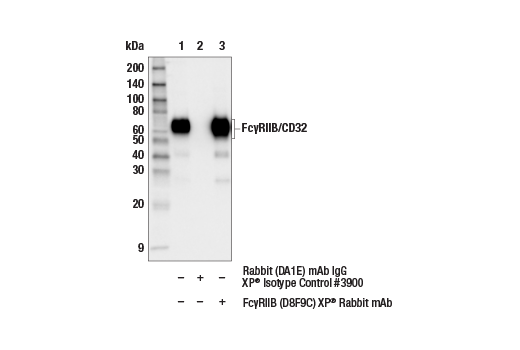 Immunoprecipitation Image 1: FcγRIIB (D8F9C) XP<sup>®</sup> Rabbit mAb