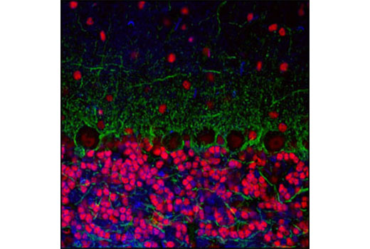 Immunofluorescence Image 1: CREB (48H2) Rabbit mAb (BSA and Azide Free)