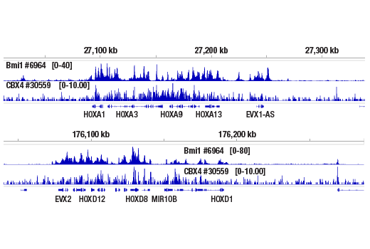 CUT & RUN Image 2: CBX4 (E6L7X) Rabbit mAb