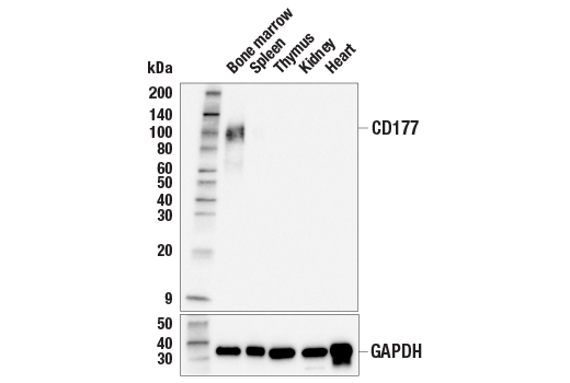 Western Blotting Image 1: CD177 (E1V7N) Rabbit mAb (BSA and Azide Free)