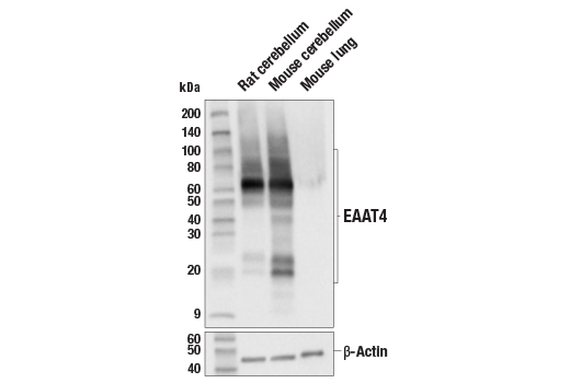 Western Blotting Image 1: EAAT4 (E6E9I) Rabbit mAb