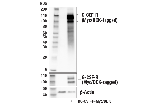 Western Blotting Image 2: G-CSF-R (E8E7D) Rabbit mAb