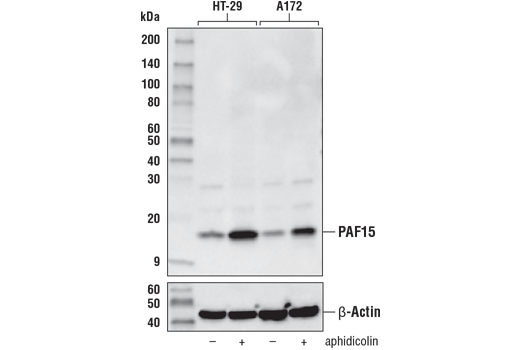 Western Blotting Image 1: PAF15 (D8E2Y) XP<sup>®</sup> Rabbit mAb