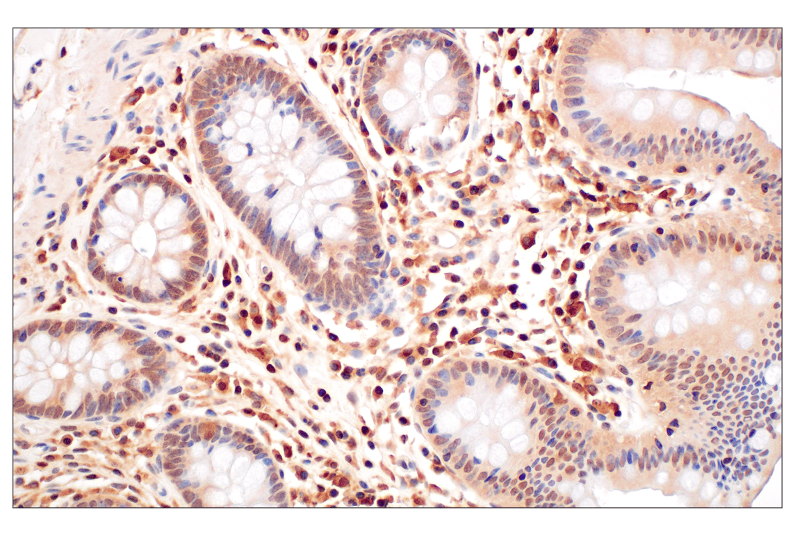 Immunohistochemistry Image 6: GPX4 (E5Y8K) Rabbit mAb