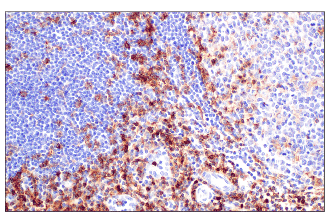 Immunohistochemistry Image 5: CD4 (MSVA-004R) Rabbit mAb