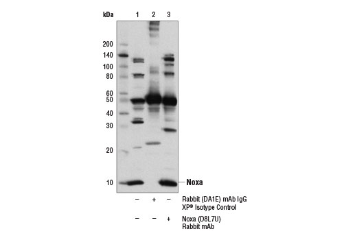 undefined Image 16: Pro-Apoptosis Bcl-2 Family Antibody Sampler Kit II