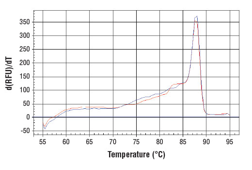 Chromatin Immunoprecipitation Image 1: SimpleChIP® Human β-Actin Promoter Primers