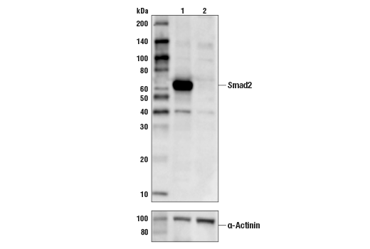 Western Blotting Image 1: Smad2 (D43B4) XP<sup>®</sup> Rabbit mAb (BSA and Azide Free)