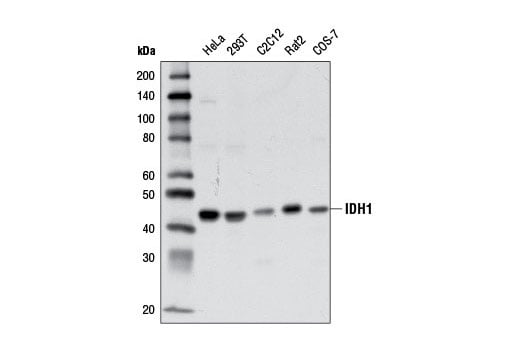 Western Blotting Image 1: IDH1 (D2H1) Rabbit mAb