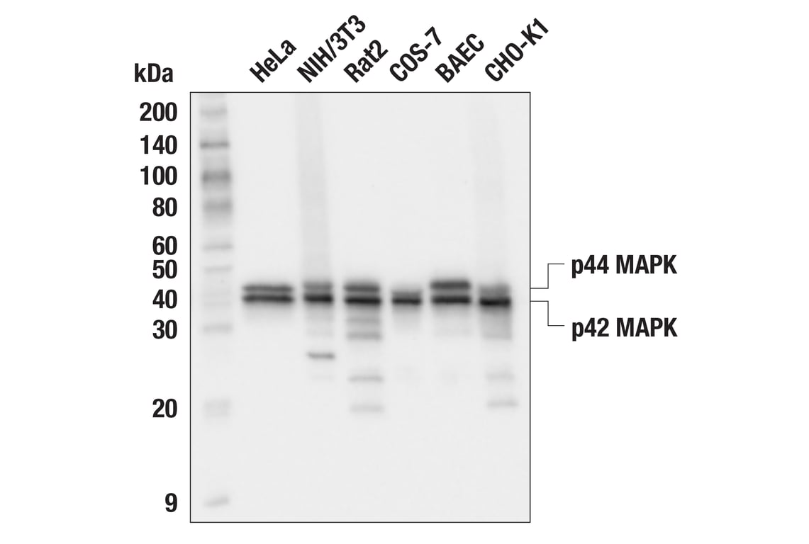 Western Blotting Image 1: p44/42 MAPK (Erk1/2) (L34F12) Mouse mAb