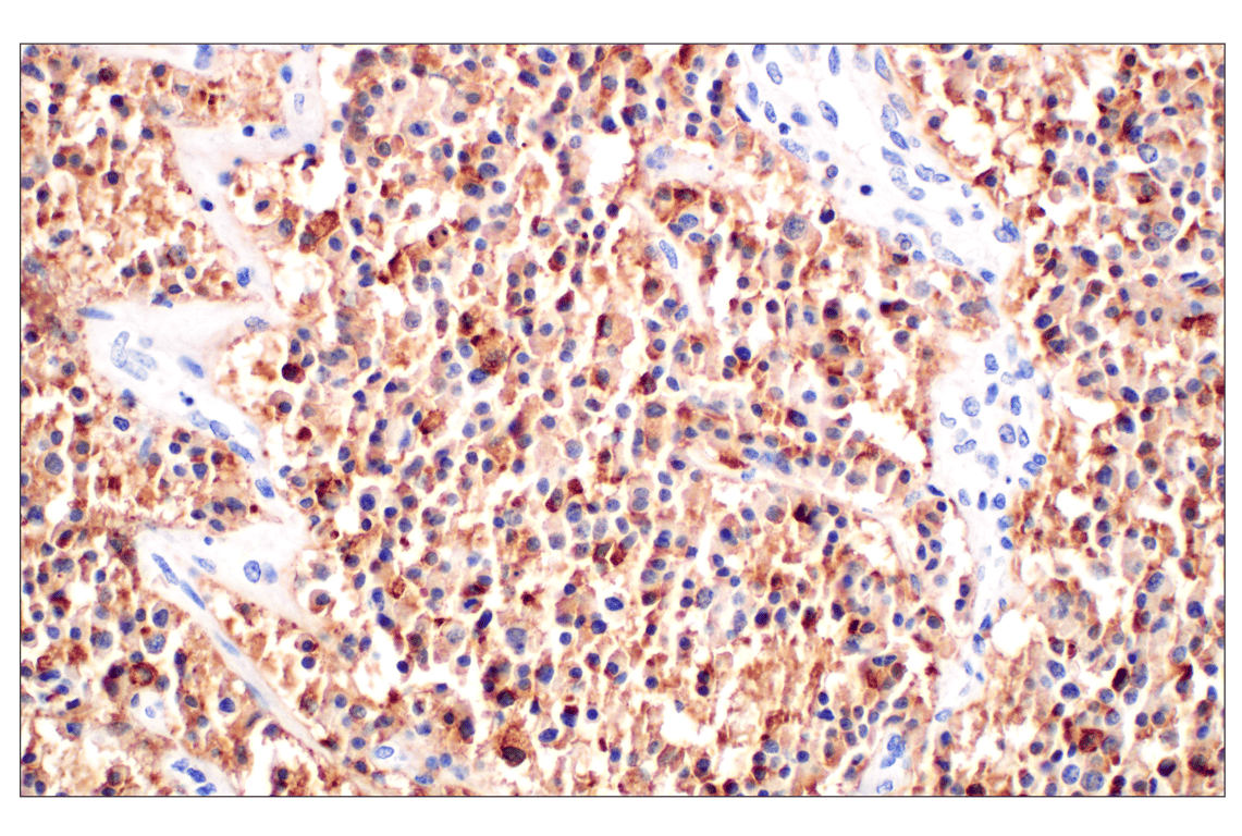 Immunohistochemistry Image 1: CHGA (F7D6H) Rabbit mAb