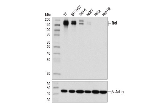 Western Blotting Image 1: Ret (E1N8X) XP<sup>®</sup> Rabbit mAb (BSA and Azide Free)