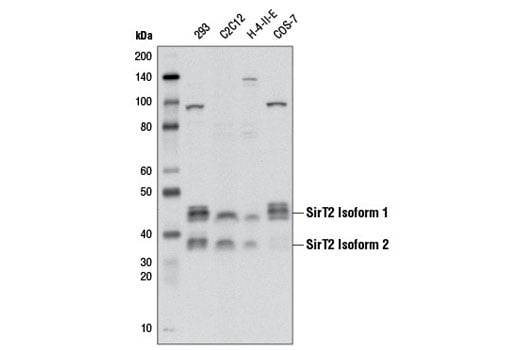 Western Blotting Image 1: SirT2 (D4O5O) Rabbit mAb