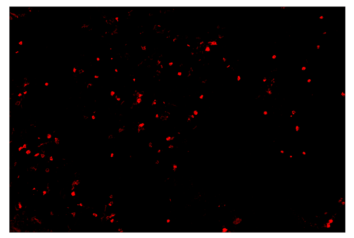 Immunohistochemistry Image 4: CD11b/ITGAM (E4K8C) & CO-0083-488 SignalStar<sup>™</sup> Oligo-Antibody Pair