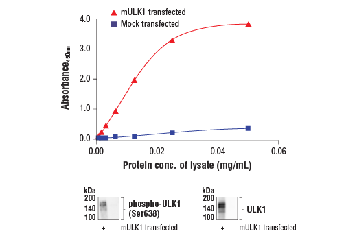 ELISA Image 1: PathScan<sup>®</sup> RP Phospho-ULK1 (Ser638) Sandwich ELISA Kit