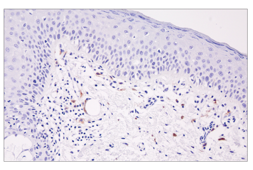 Immunohistochemistry Image 3: XCR1 (D2F8T) Rabbit mAb (BSA and Azide Free)
