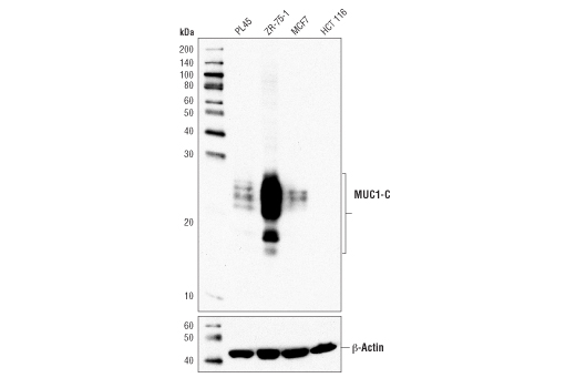 Western Blotting Image 1: MUC1-C (D5K9I) XP<sup>®</sup> Rabbit mAb (BSA and Azide Free)