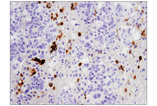 Immunohistochemistry Image 1: TIM-4 (D3W4F) XP<sup>®</sup> Rabbit mAb