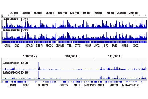 CUT & RUN Image 2: GATA-3 (E2N1Y) Mouse mAb