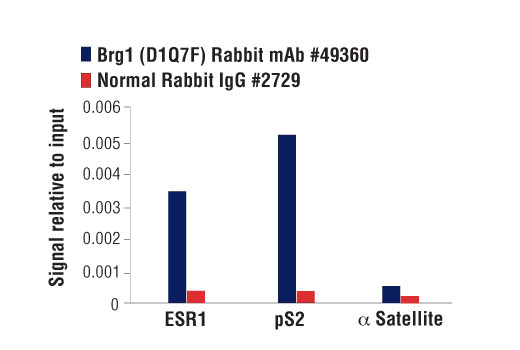 undefined Image 48: BAF Complex Antibody Sampler Kit II