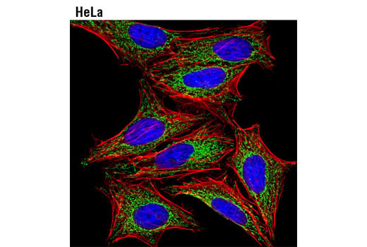 Immunofluorescence Image 1: ATPIF1 (D6P1Q) XP<sup>®</sup> Rabbit mAb