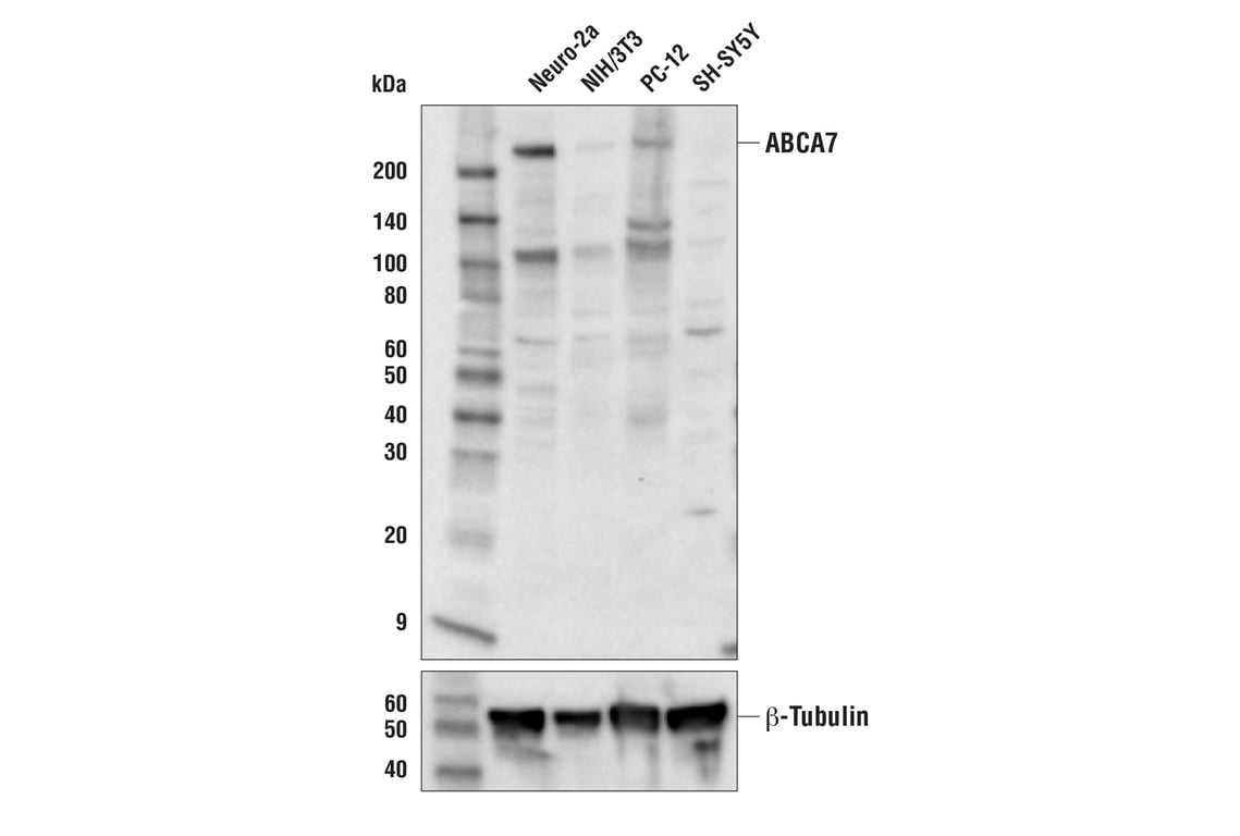 undefined Image 18: Late-Onset Alzheimer's Disease Risk Gene (Mouse Model) Antibody Sampler Kit
