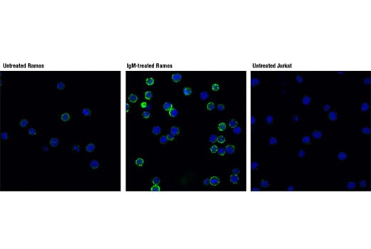 undefined Image 15: B Cell Signaling Antibody Sampler Kit II