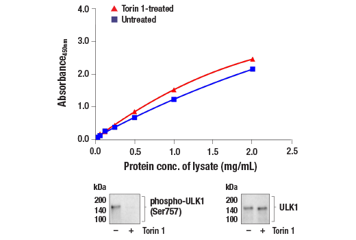 ELISA Image 2: PathScan<sup>®</sup> RP Total ULK1 Sandwich ELISA Kit